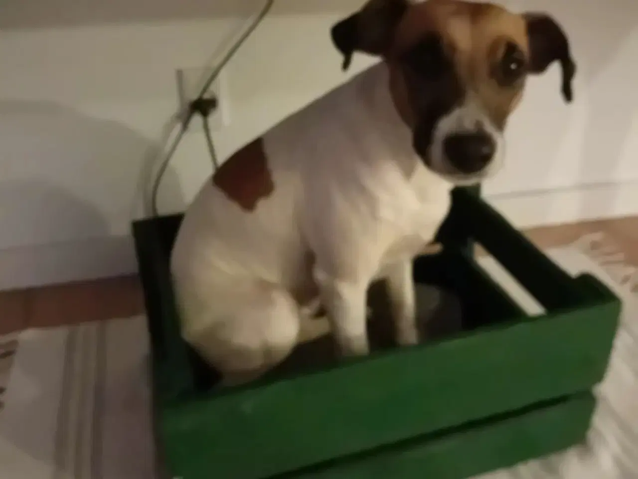 Billede 5 - Jack Russell terrier/Parson Russell terrier 