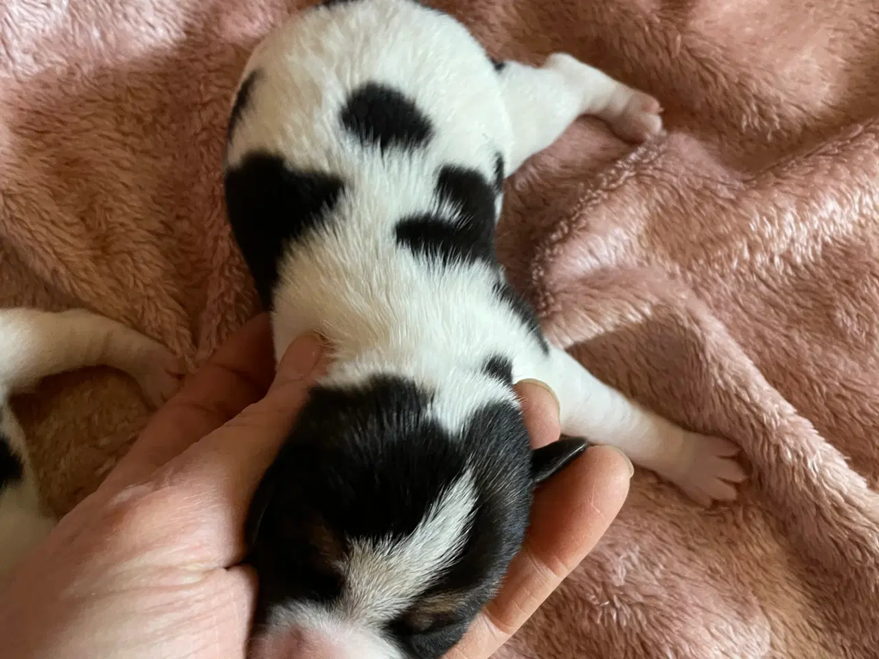 Billede 4 - Dansksvensk gårdhunde hvalpe 