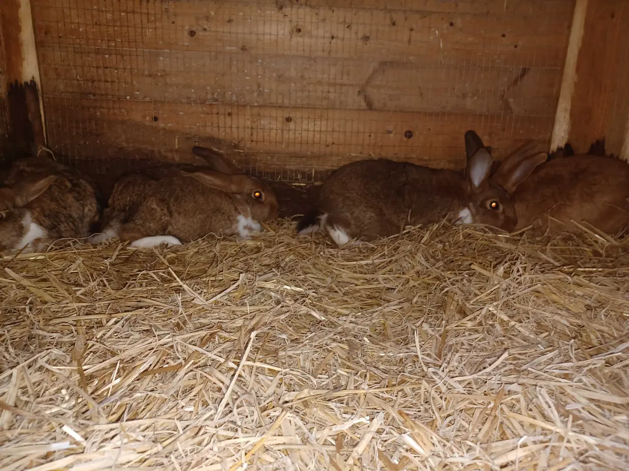 Billede 4 - New Zealand Red x Fransk Vædder 