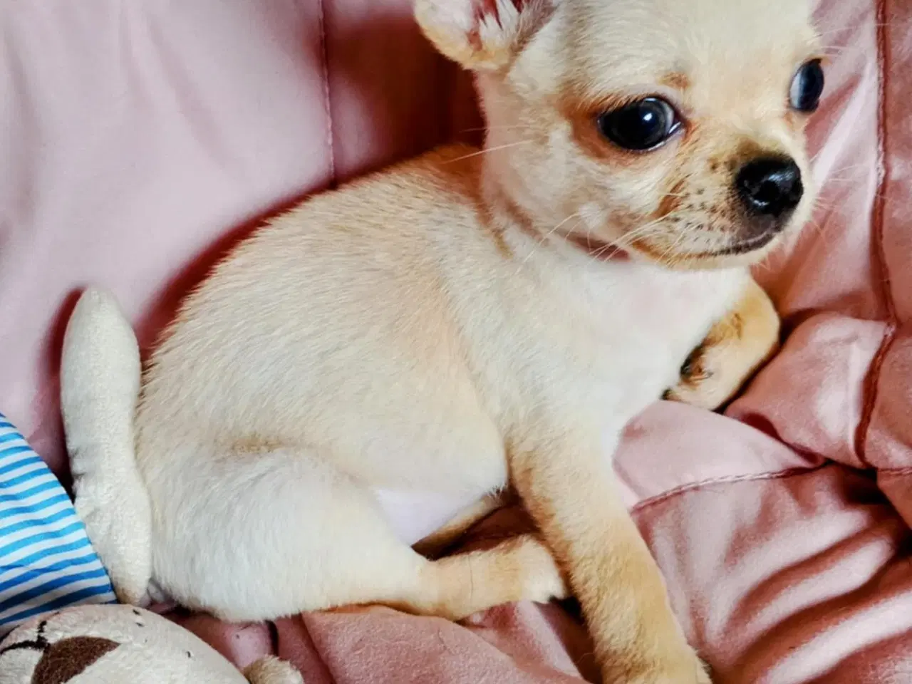 Billede 17 - Skøn chihuahua han mix hvalp