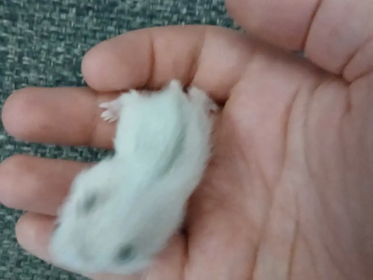 Billede 4 - Dværghamster unger 