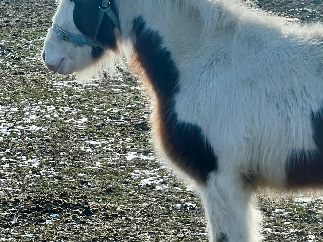 Billede 6 - Miniature Irish cob / Tinker 