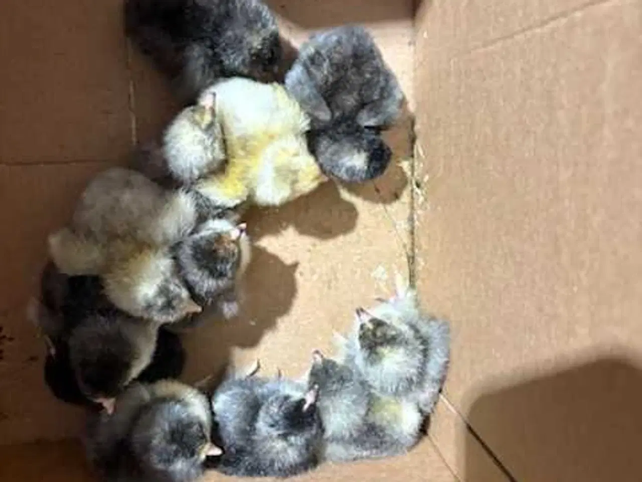 Billede 4 - Daggamle kyllinger 