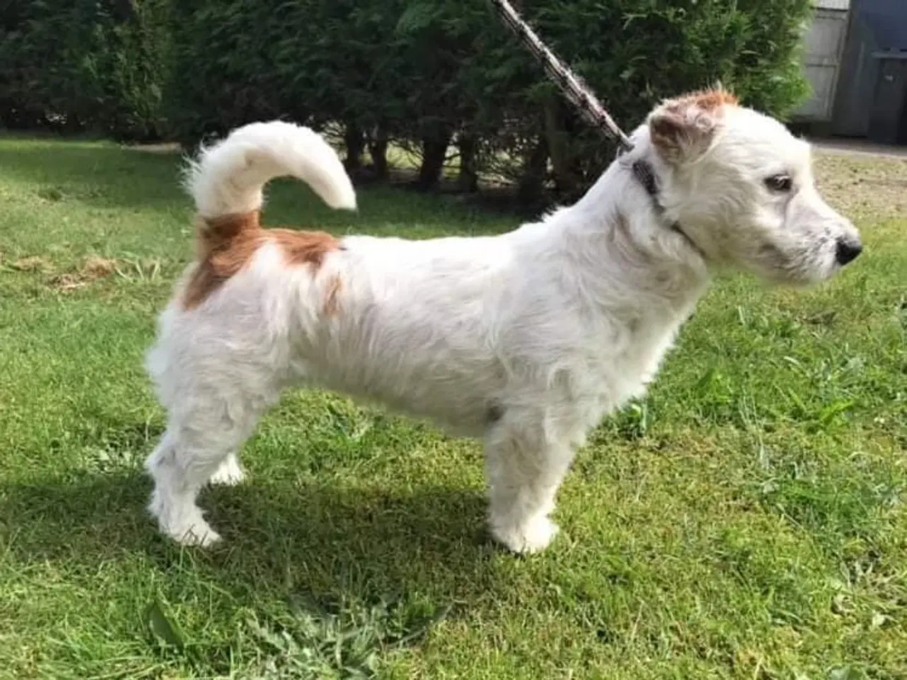 Billede 6 - Jack Russell Terrier hvalpe 8 uger 1-3-26