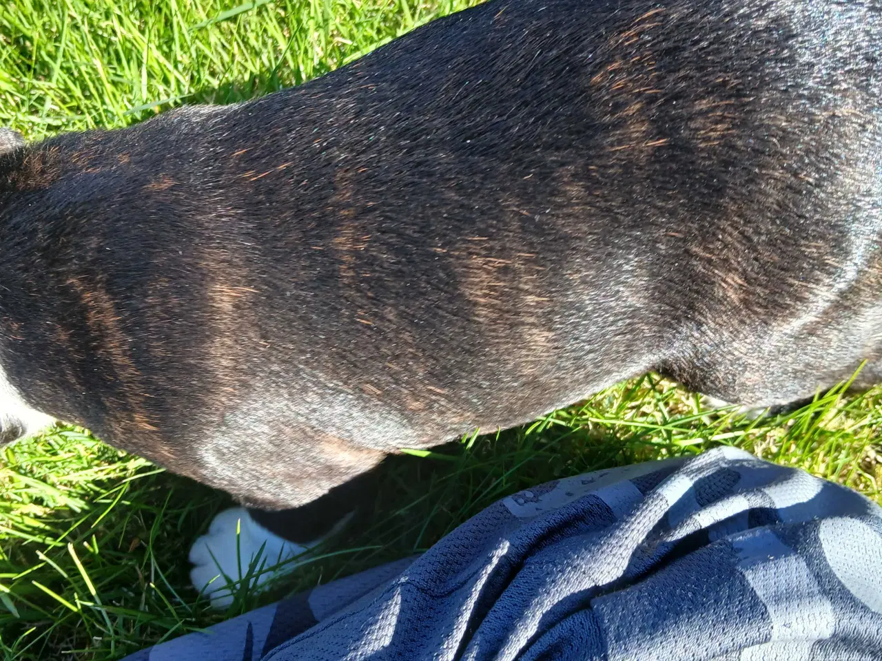 Billede 4 - Staffordshire bull terrier hvalp brindle 