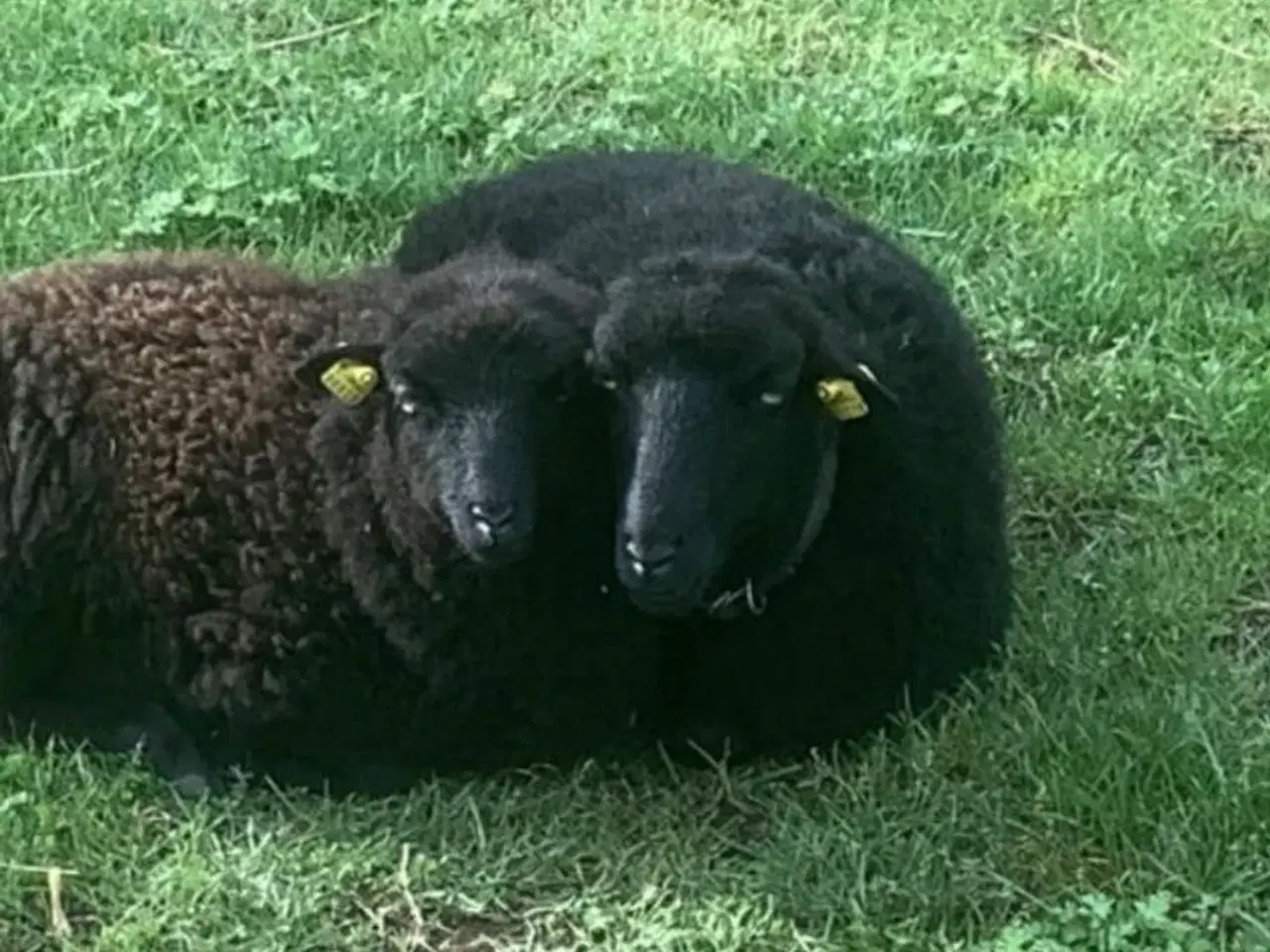 Billede 1 - Quessant får 