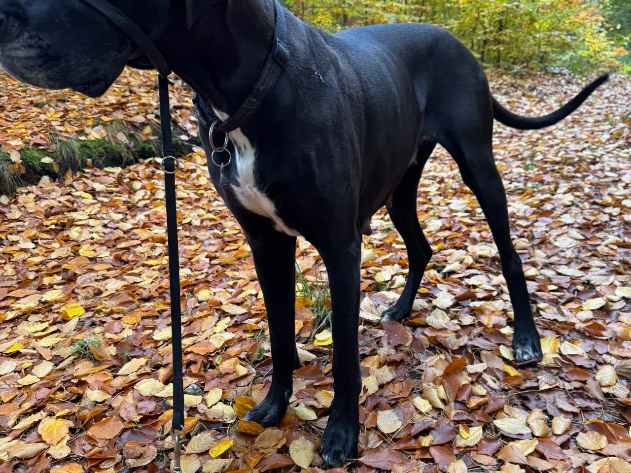 Billede 18 - Grand Danois hvalpe