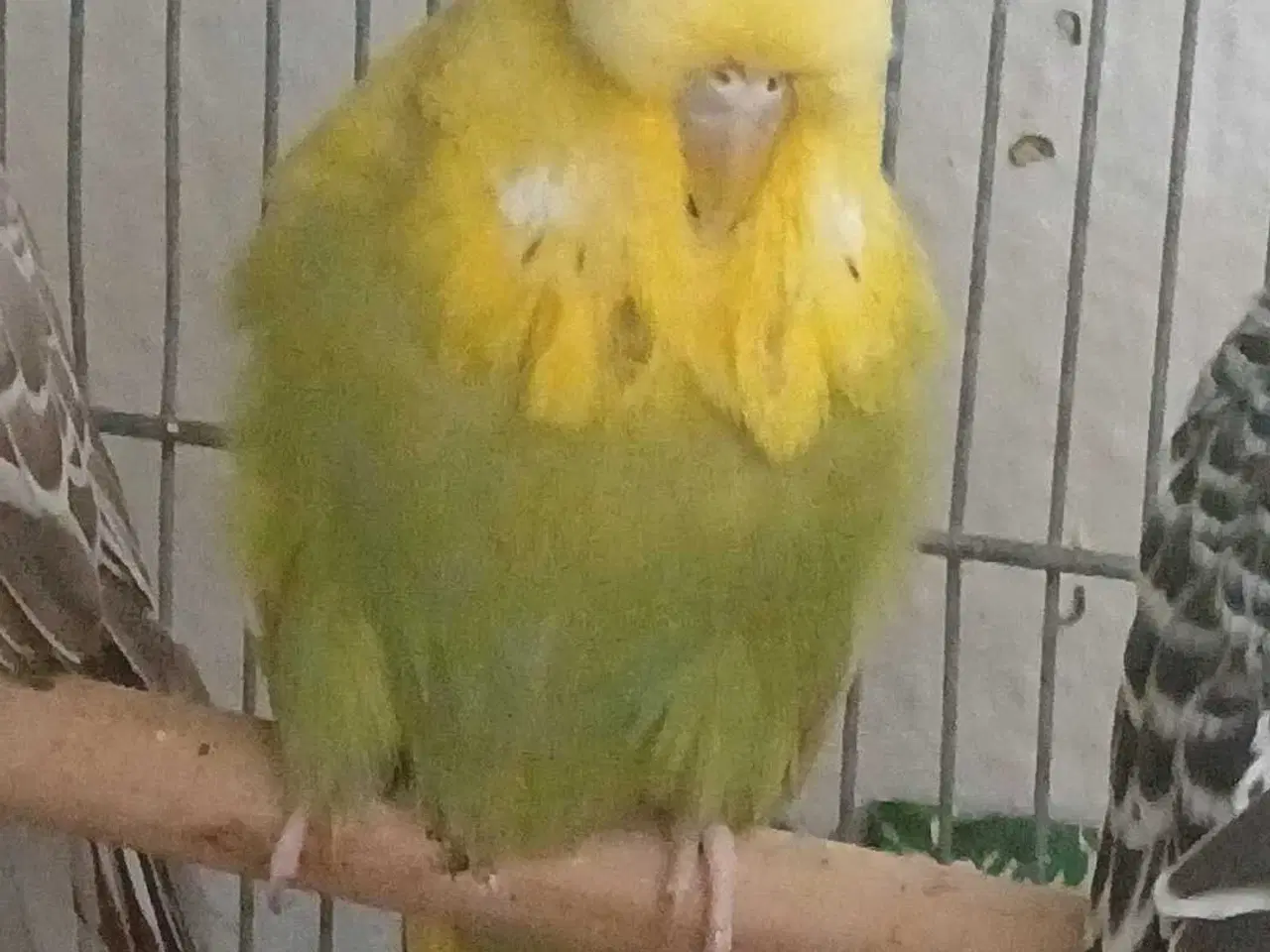 Billede 1 - Engelsk undulat hun 