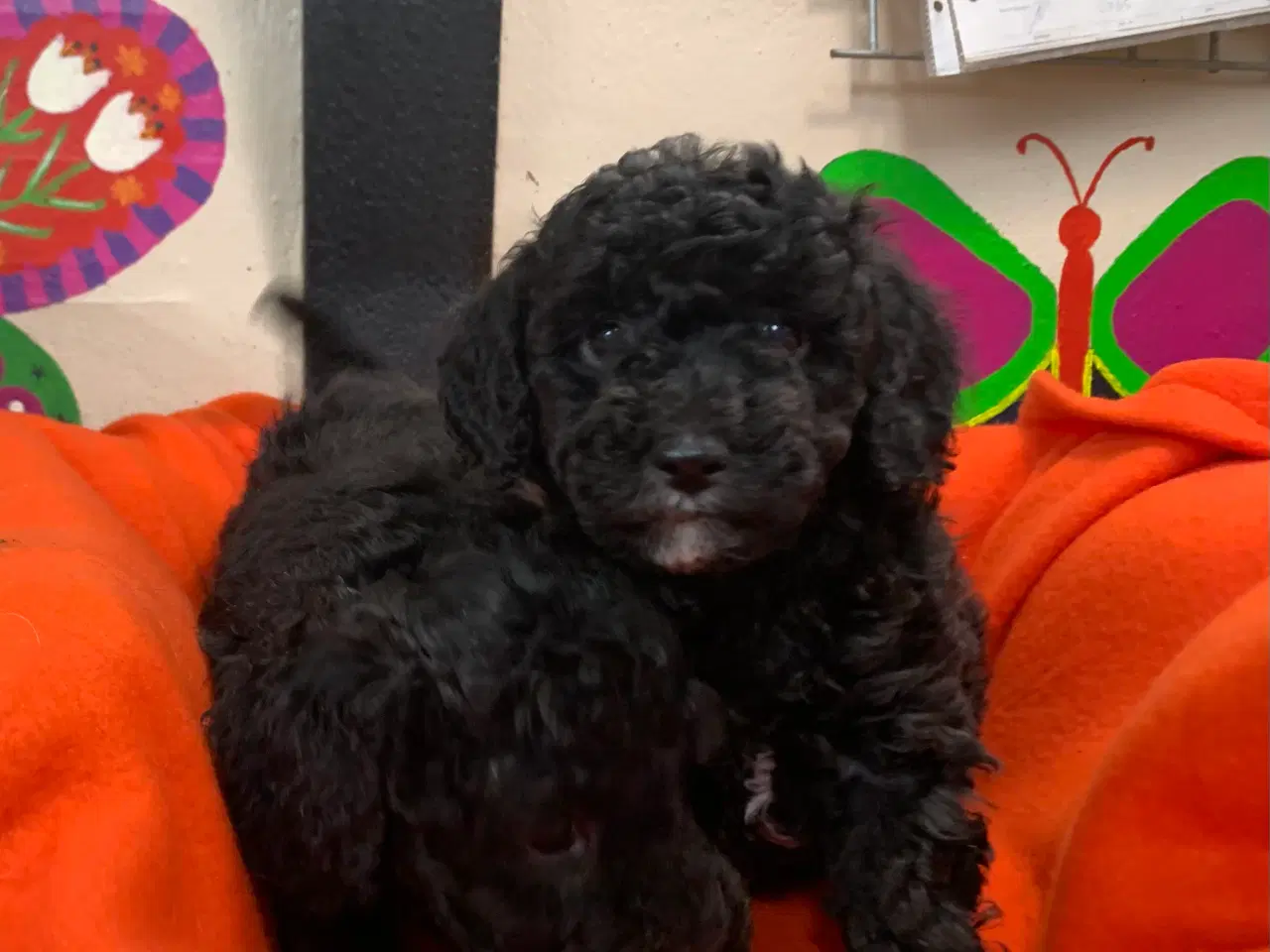 Billede 8 - Små fine mini Maltipoo babyer