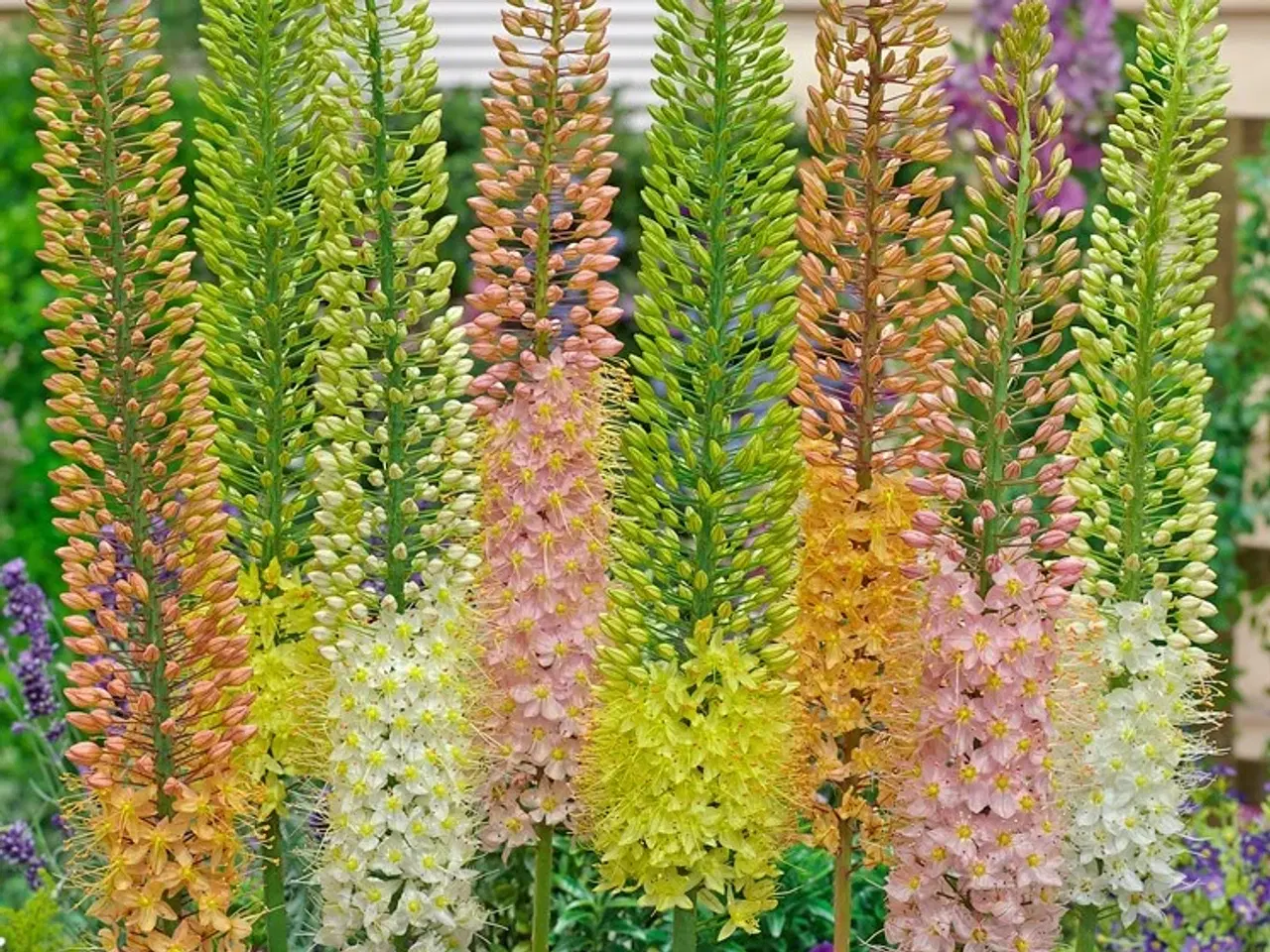 Billede 1 - Kleopatras nål / Eremurus Mix