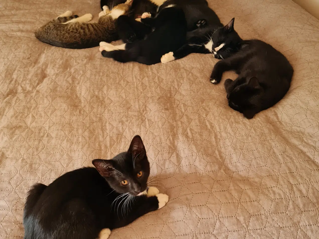 Billede 4 -  Katte killinger