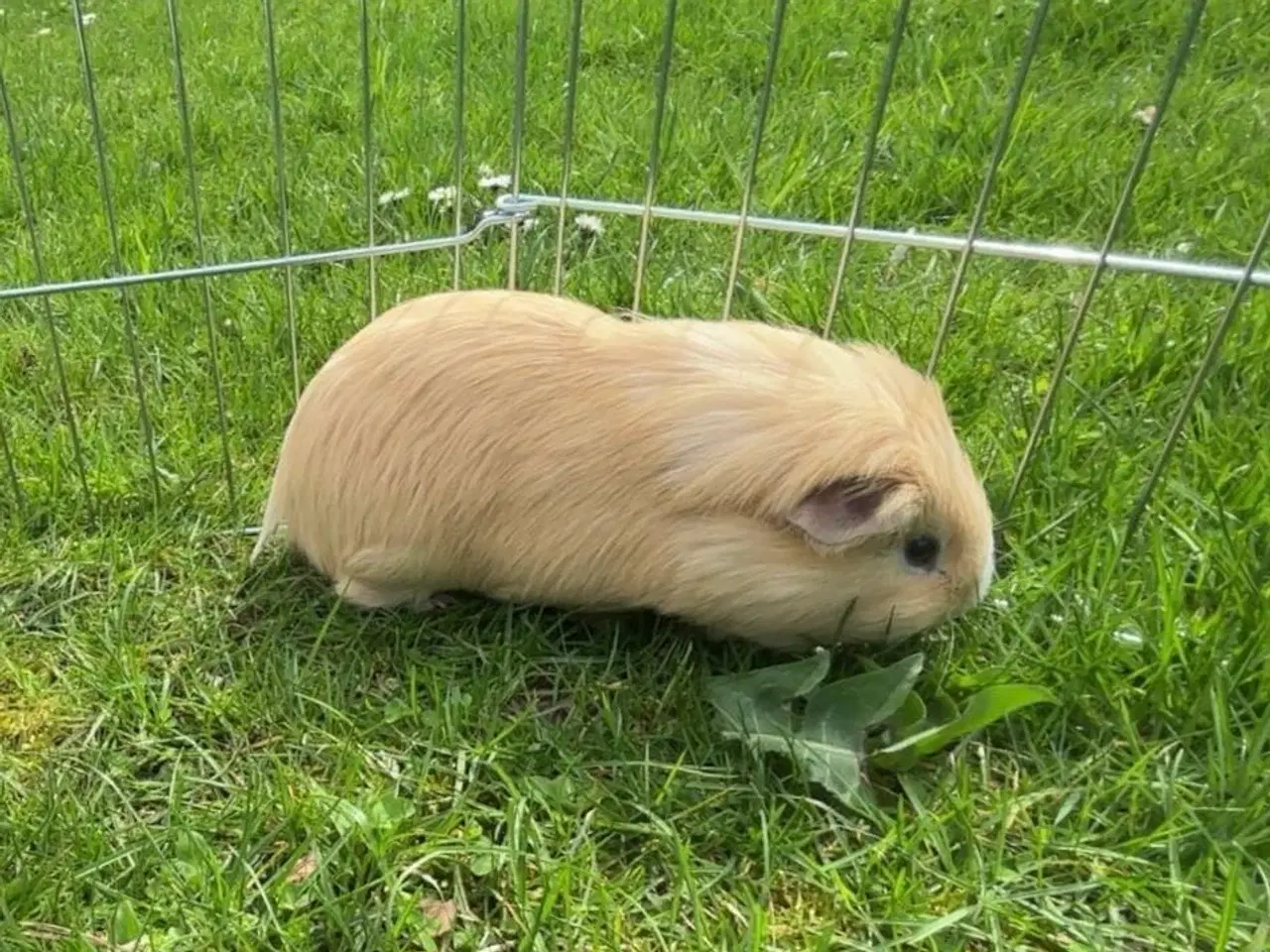 Billede 1 - Theo søger nyt hjem❤️