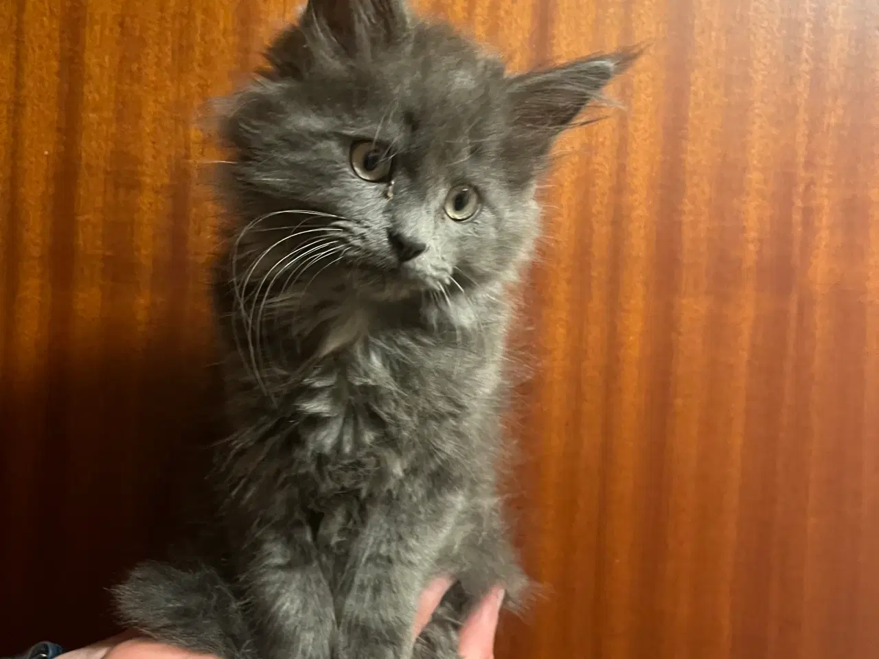 Billede 4 - Kun en blå pige tilbage. Klar nu