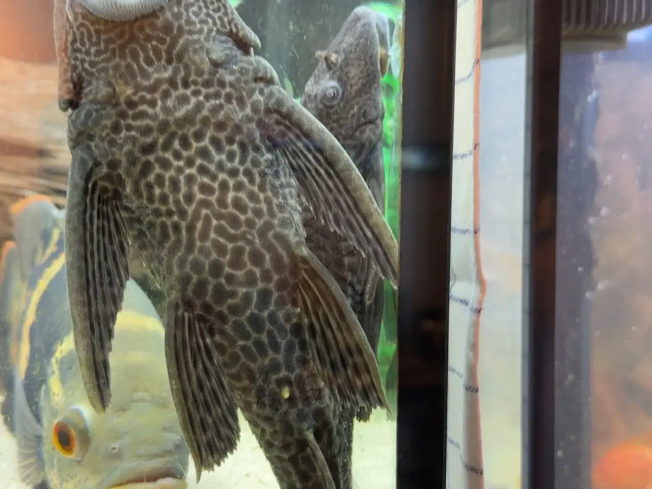 Billede 2 - Gibbeseps/plecostomos 