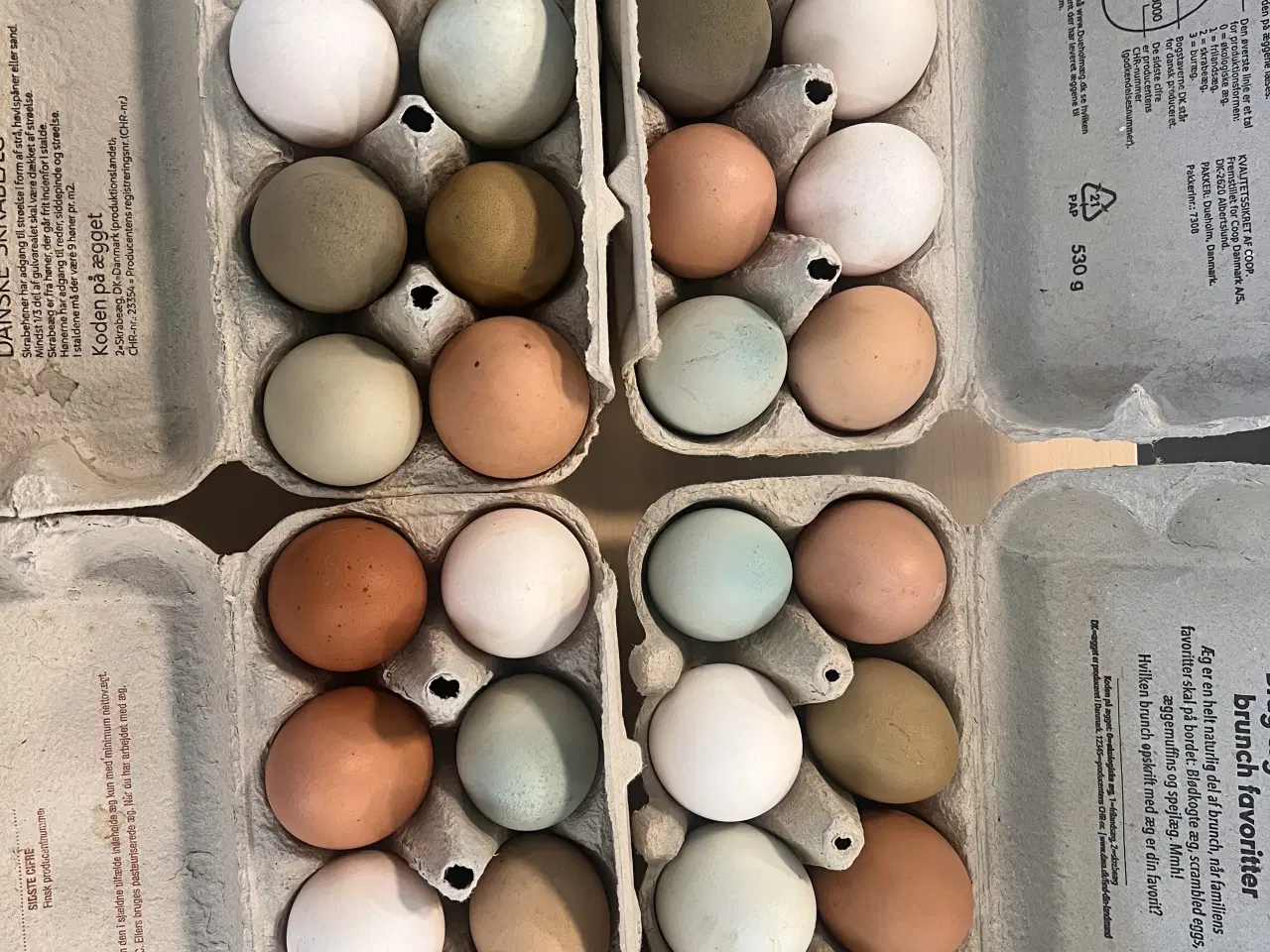 Billede 1 - Reserveret - hønseflok med 17 høner og 2 haner