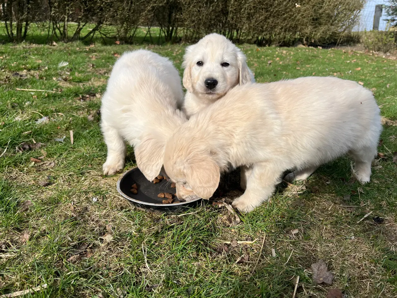 Billede 17 - 7 Golden retriever hvalpe sælges