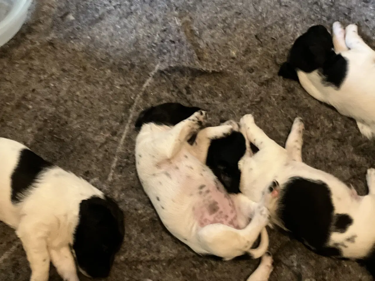 Billede 1 - Hunde Hvalpe sælges