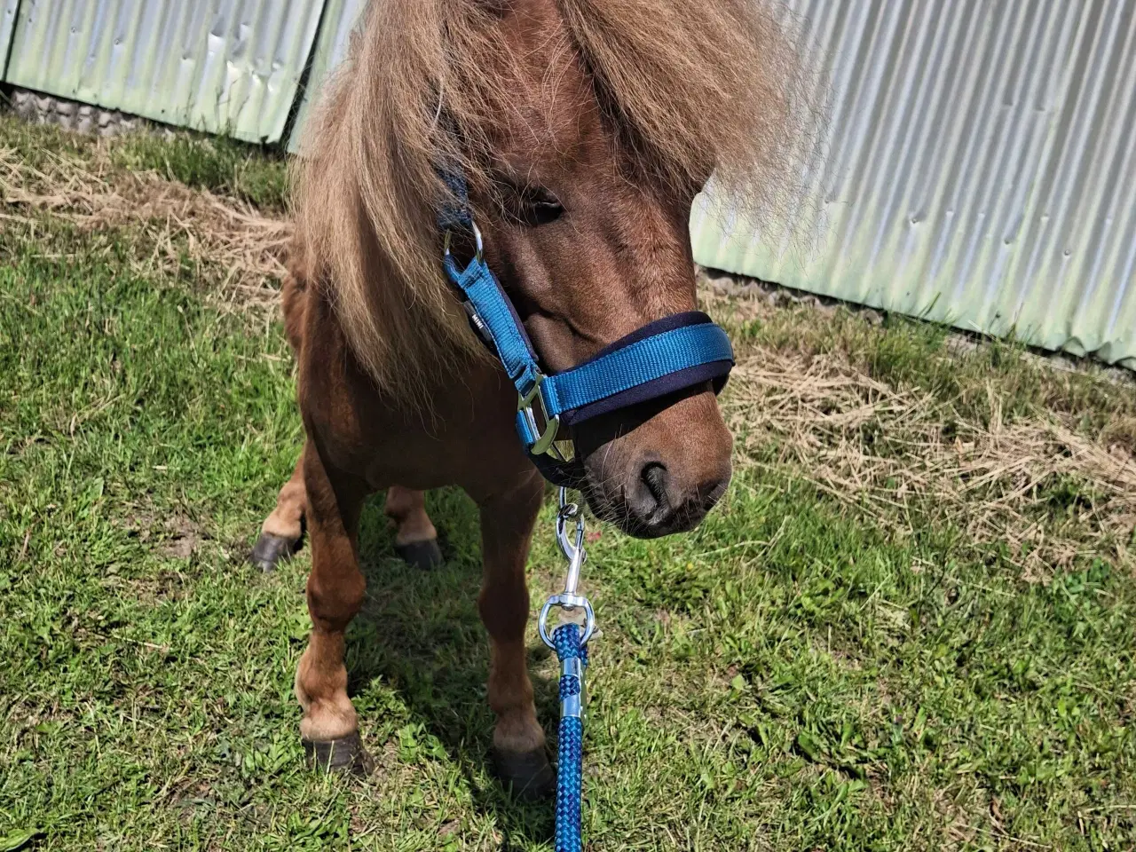 Billede 2 - Mini pony vallak