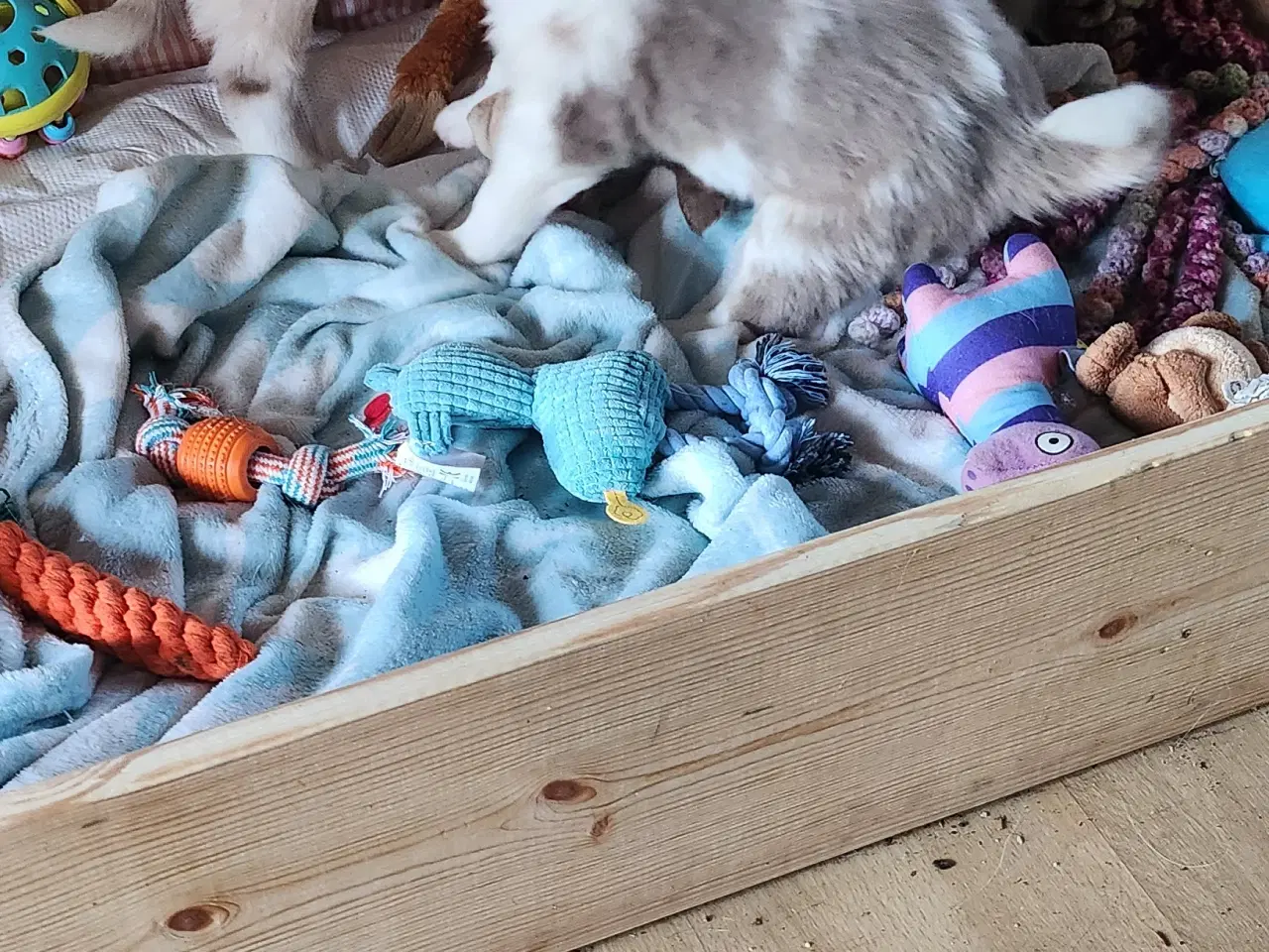 Billede 19 - Border collie/ Australien Shepherd mix