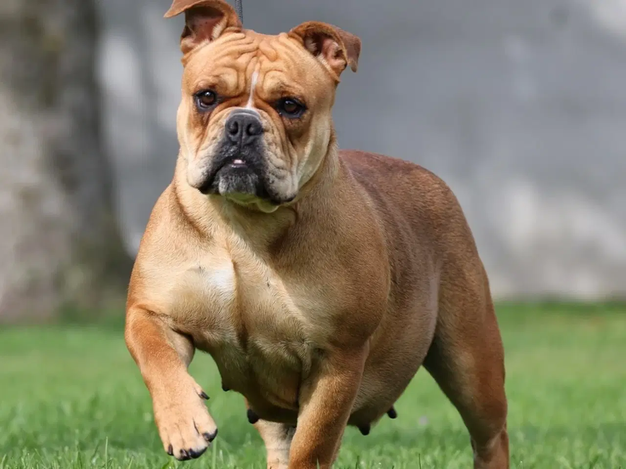 Billede 9 - Old English Bulldog 