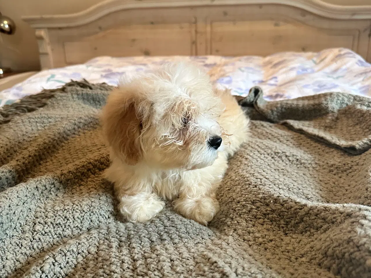 Billede 3 - Bichon  Havanaise - Havaneser 