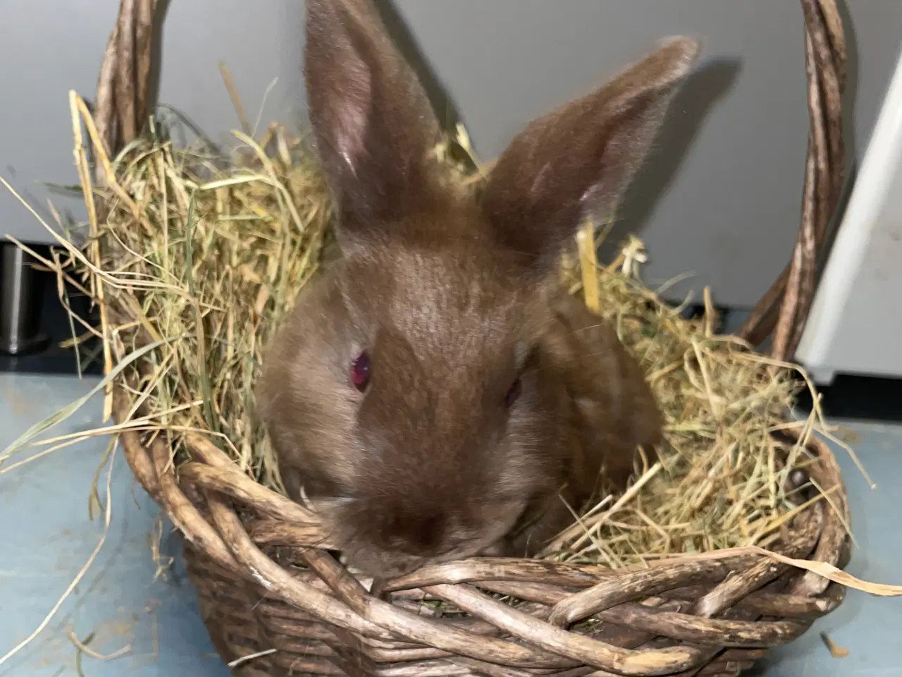 Billede 11 - Kaniner 