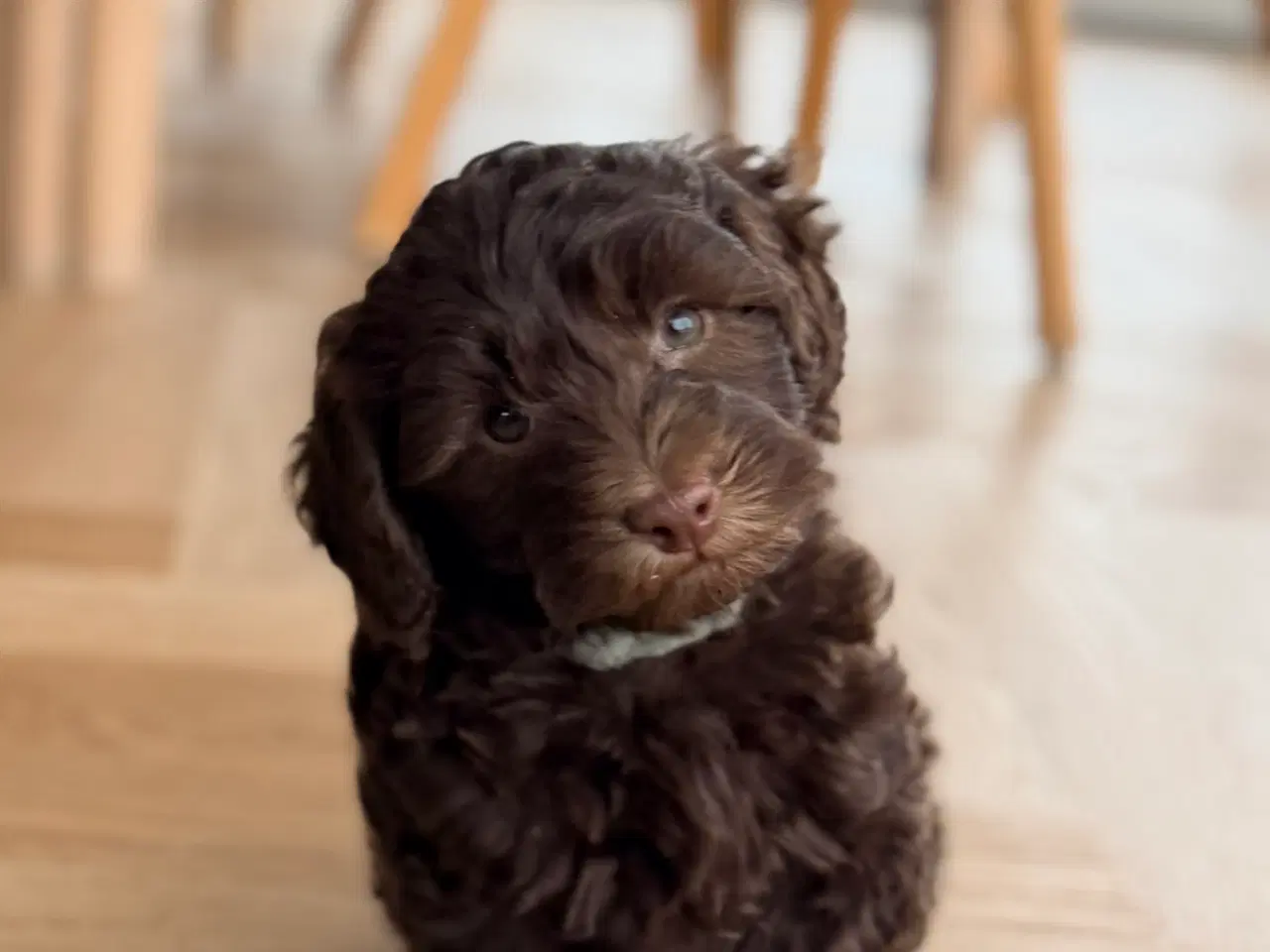 Billede 9 - Chokolade brune Havapoo drenge