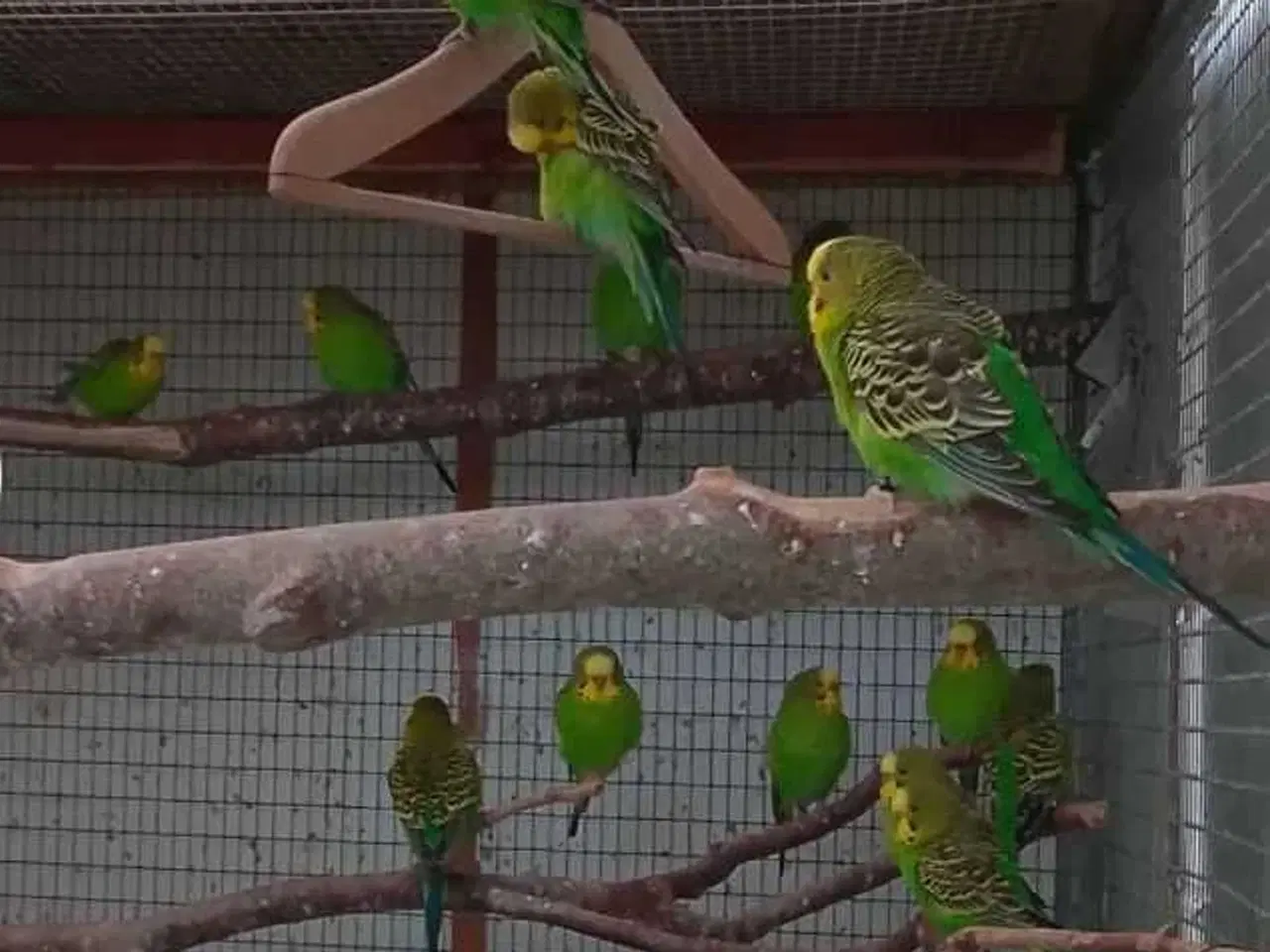 Billede 7 - Overskuds undulater 