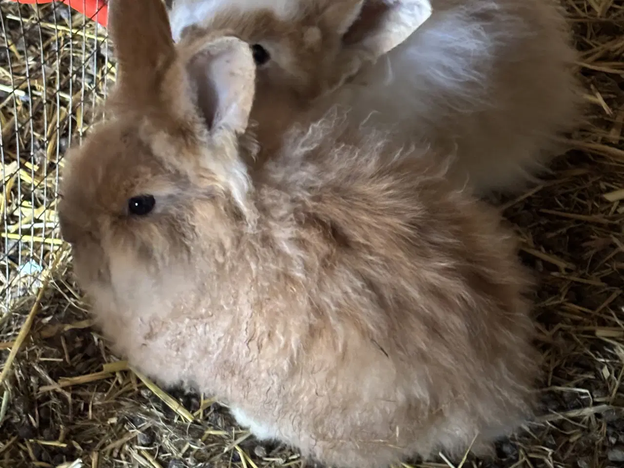 Billede 6 - Kaniner sælges