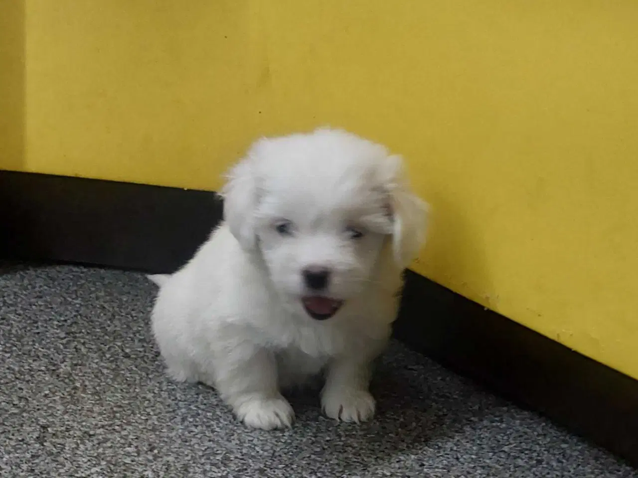 Billede 2 - Coton de tulaer piger