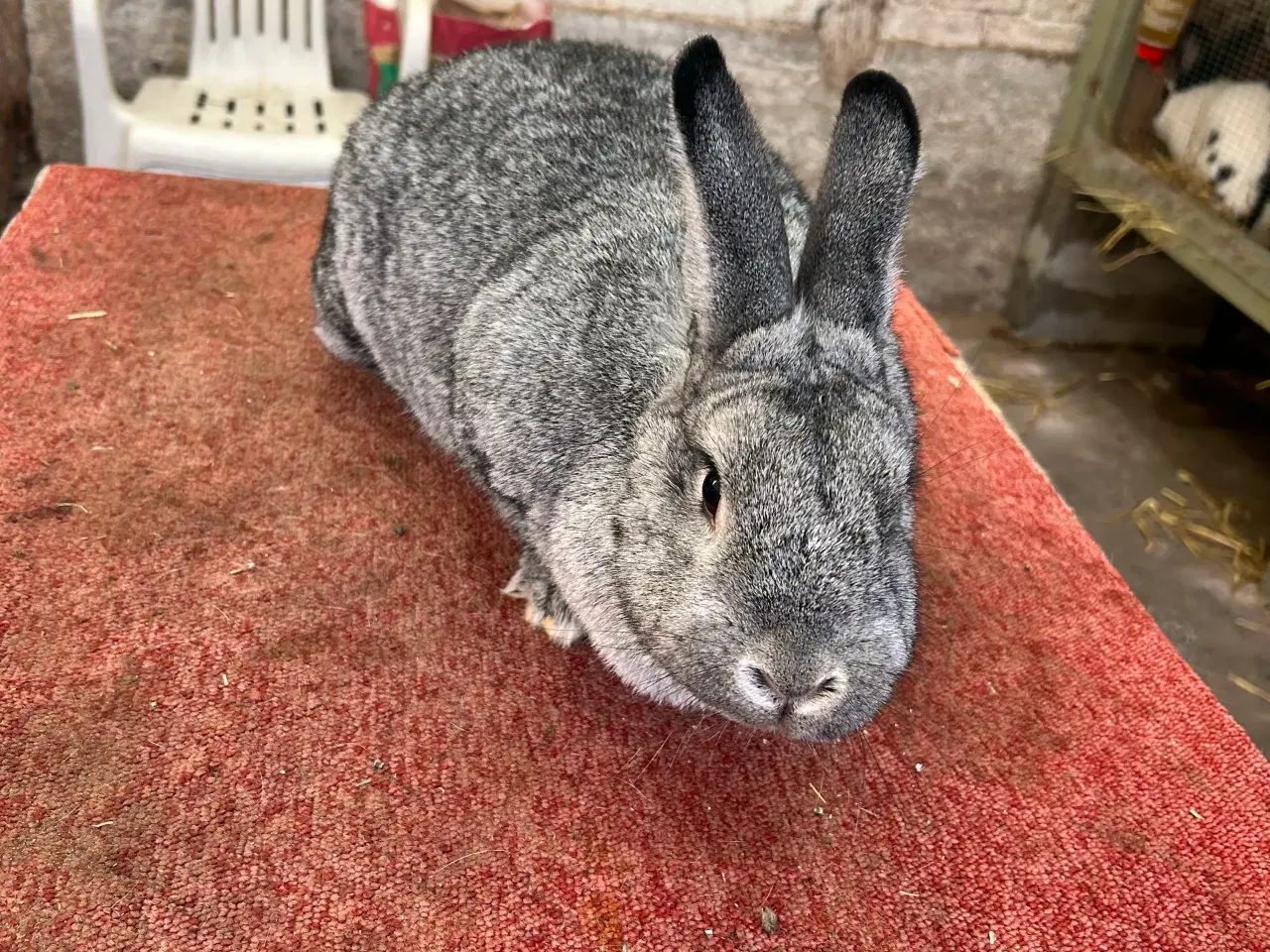 Billede 2 - Tre hun Kanine 