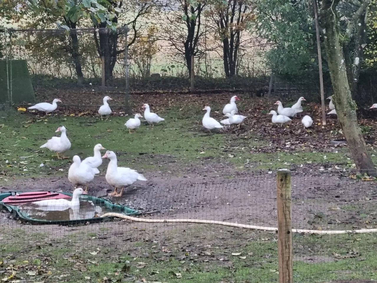 Billede 1 - Moskusænder sælges 