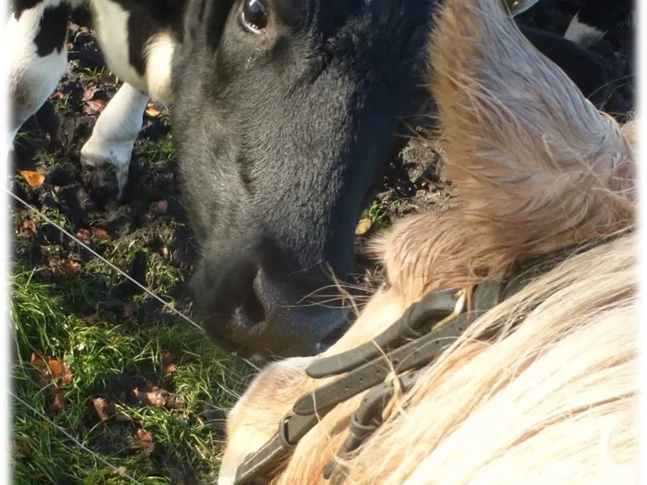 Billede 11 - Tøltende Skovturs- / Konehest