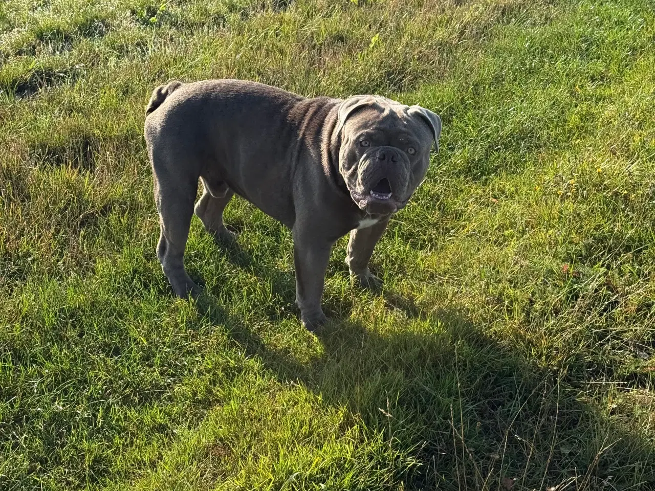 Billede 2 - Old english bulldog