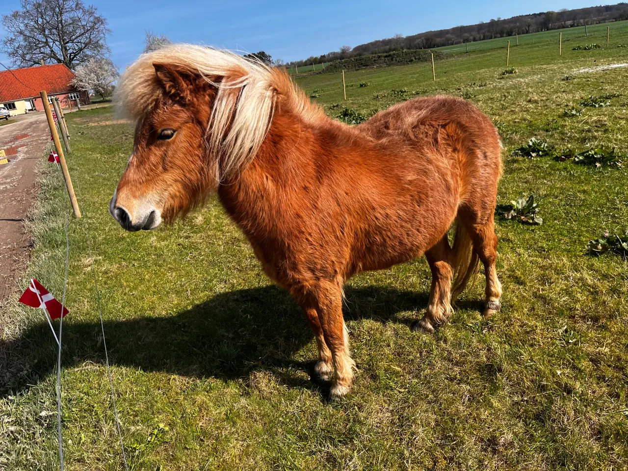 Billede 1 - Pony sælges