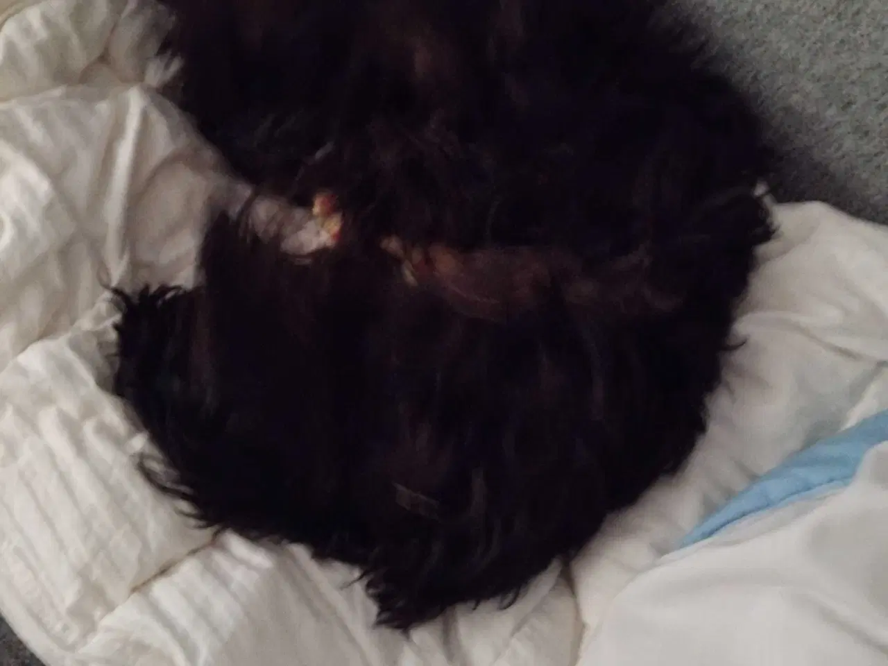 Billede 3 - Cavapoo 