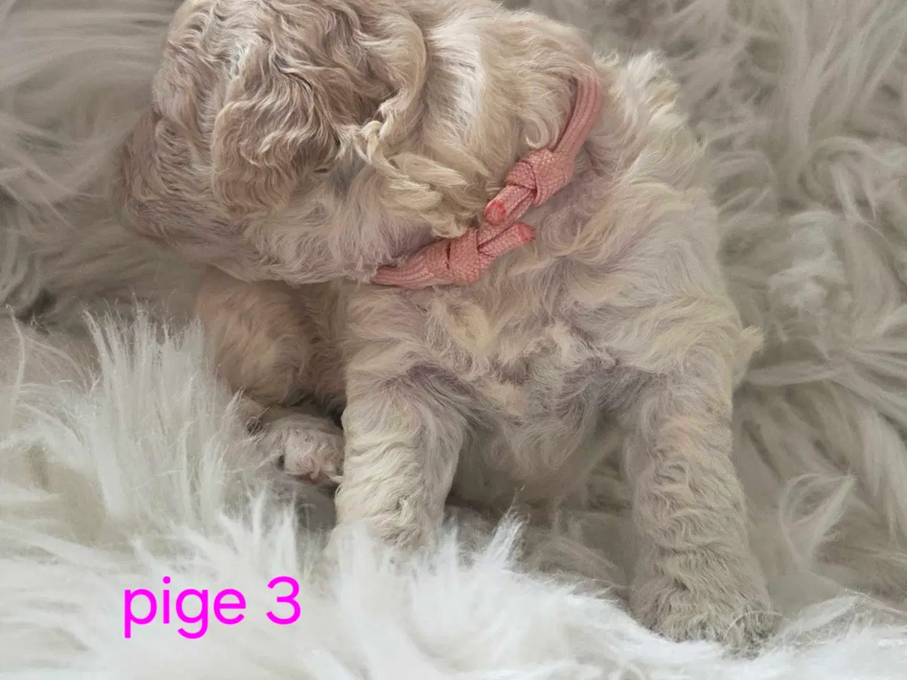 Billede 5 - F1b Cockapoo 