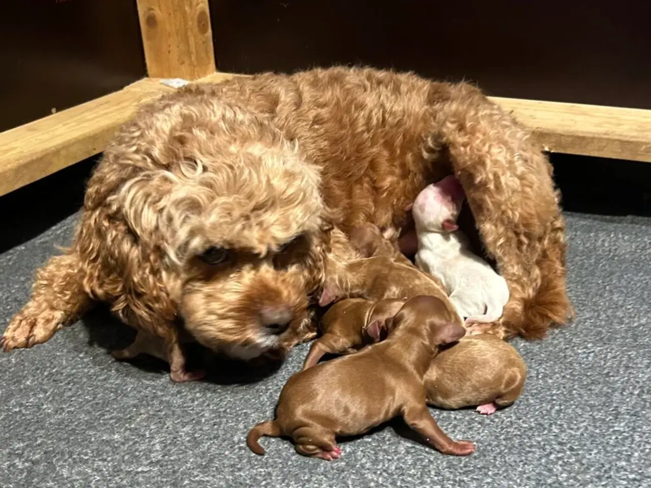 Billede 2 - Mini Cavapoo F2