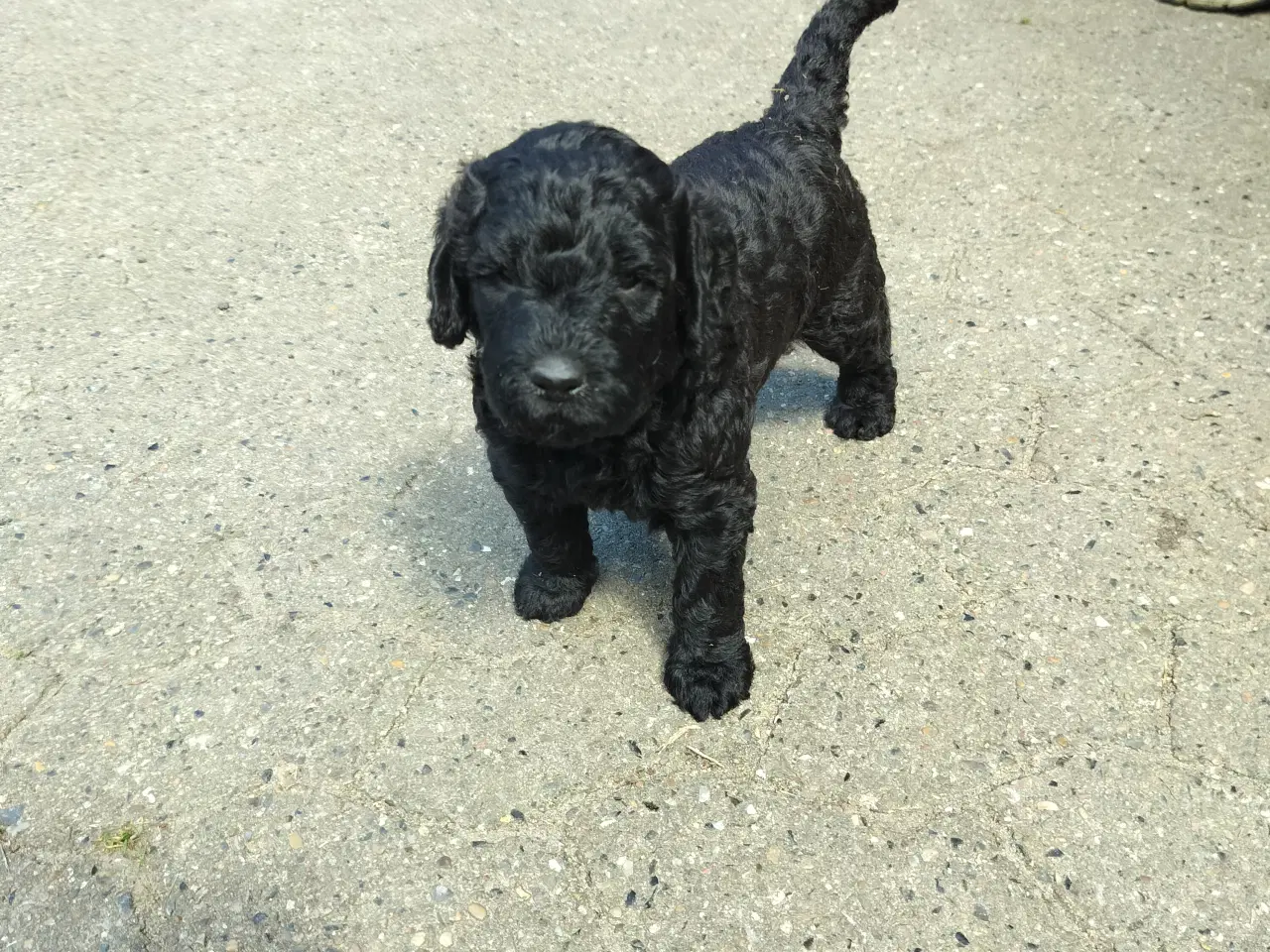 Billede 2 - Labradoodle hvalpe (F2) sælges
