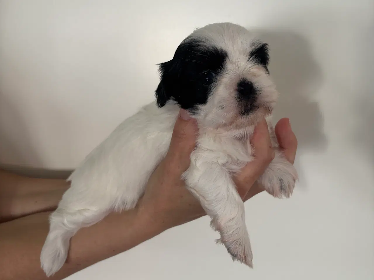 Billede 4 - Shih Tzu hvalpe sælges