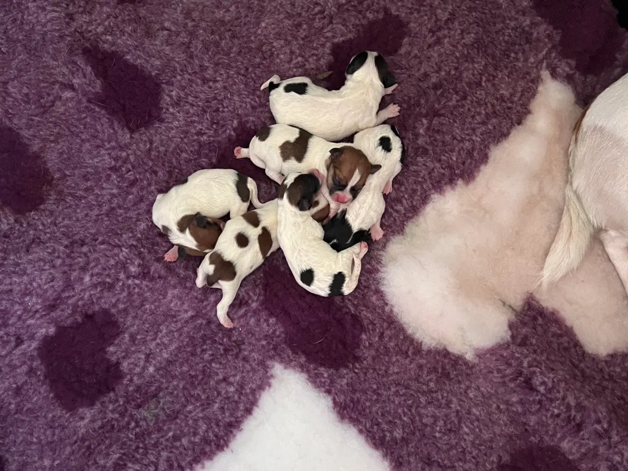 Billede 1 - Glathåret Jack Russel hvalpe af den lave type