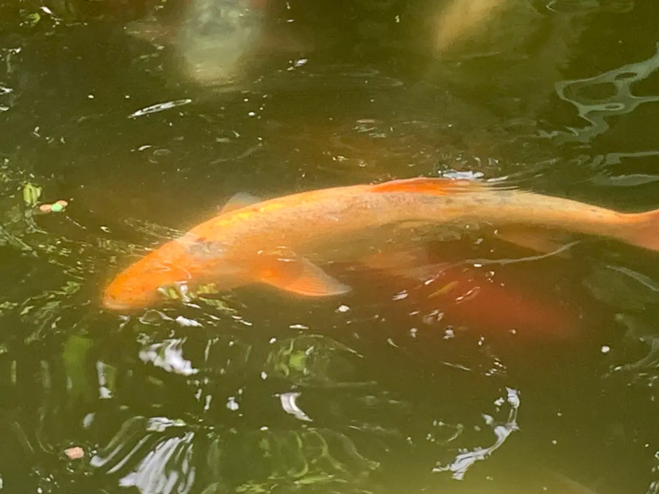 Billede 4 - Koi, guldfisk og forskellige karper