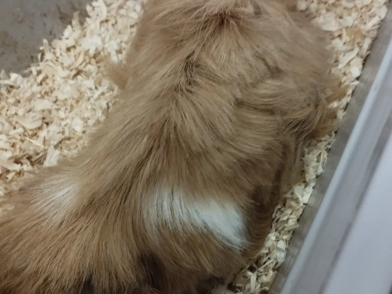 Billede 3 - Ægte sheltie, puruaner ,Texel ,lang hårs hvirvler.