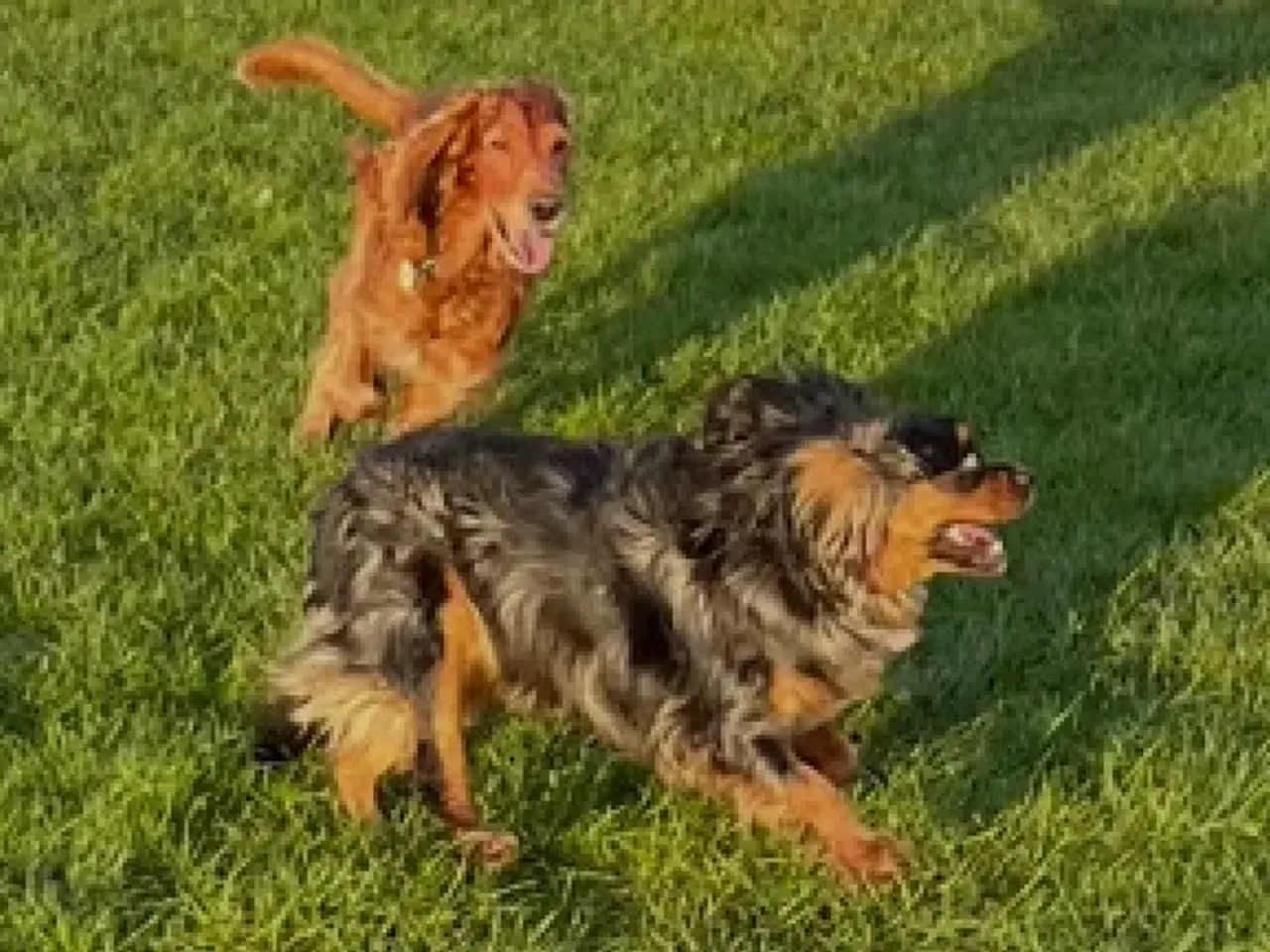 Billede 12 - Cockalier hvalpe med Aussie twist