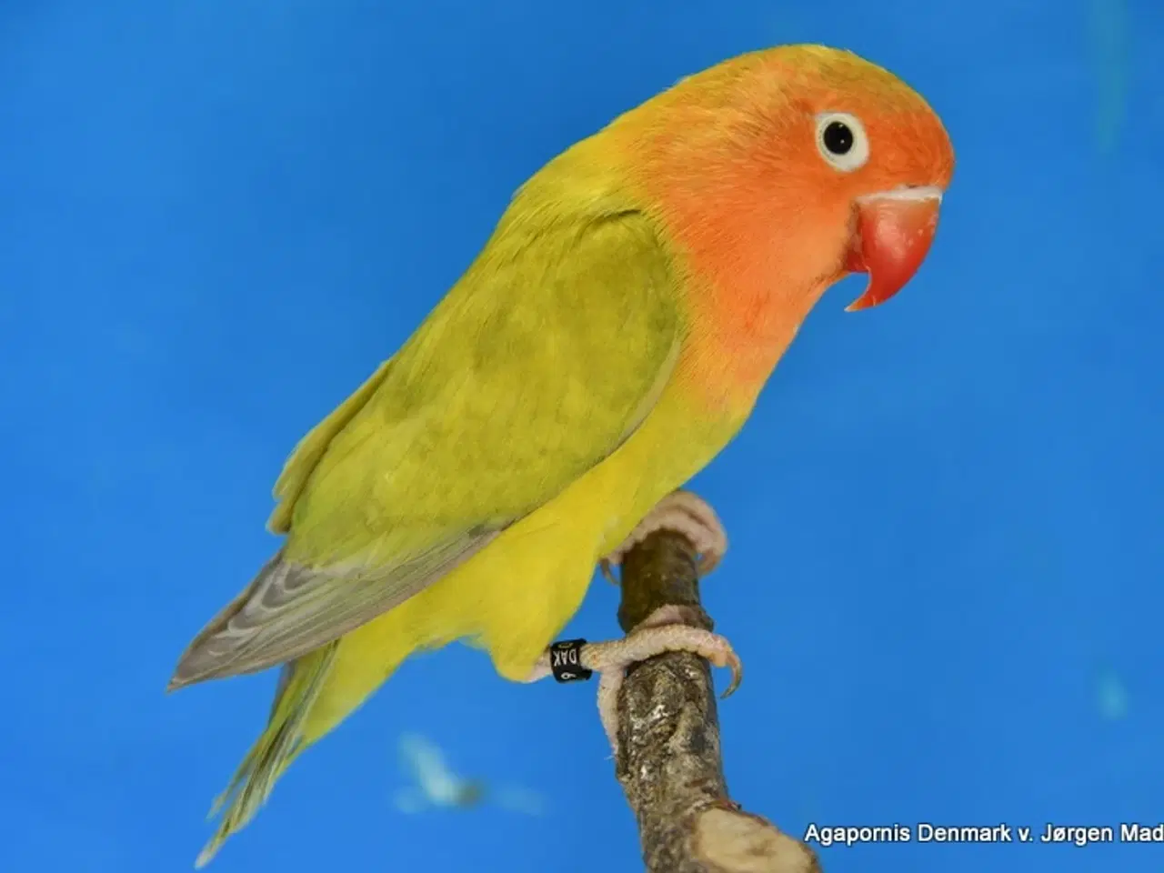 Billede 1 - Rødhovedet dvægpapegøje