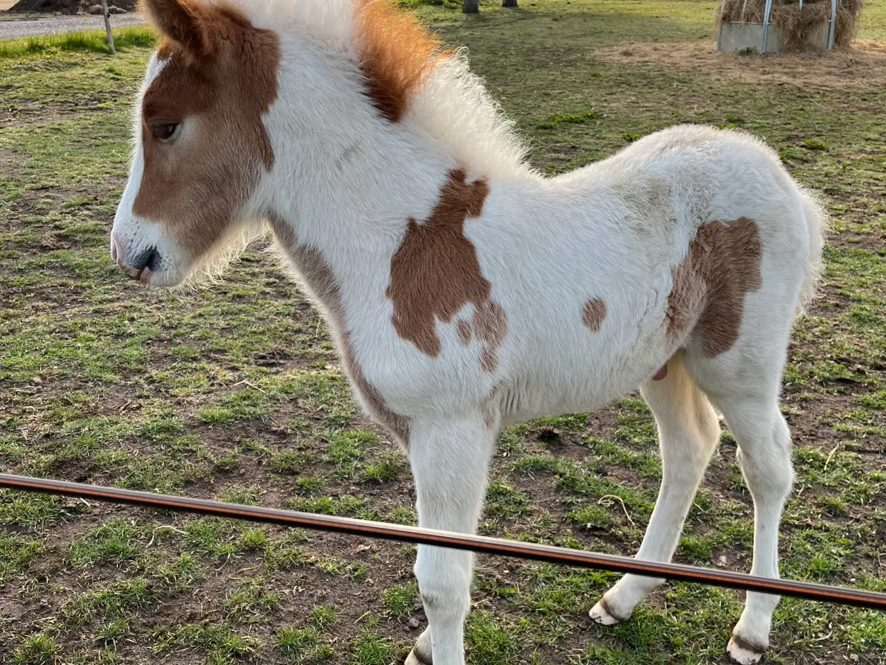 Billede 5 - Lækreste føllebasse efter Sigursteinn