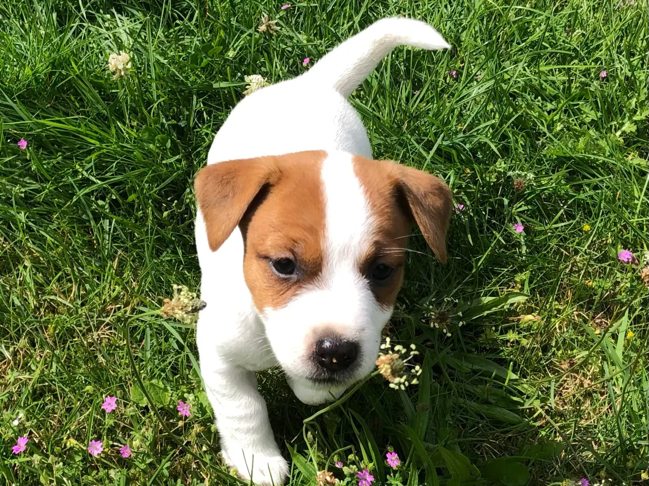 Billede 17 - Jack Russell Terrier