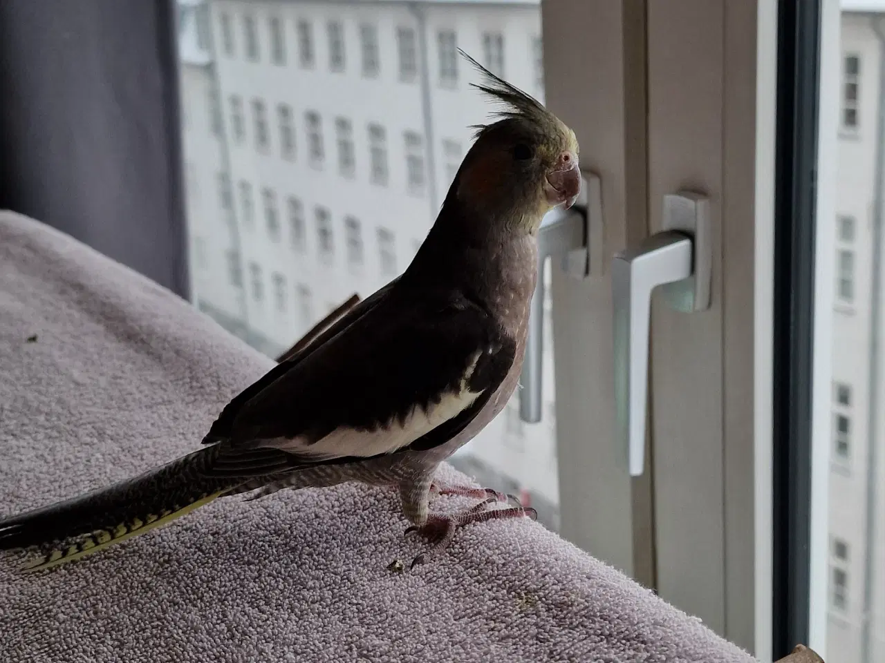 Billede 1 - Meget tam nymfeparakit