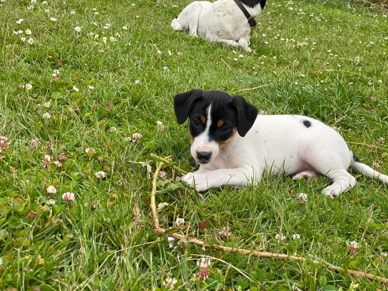 Billede 6 - Dansk-svensk gårdhund