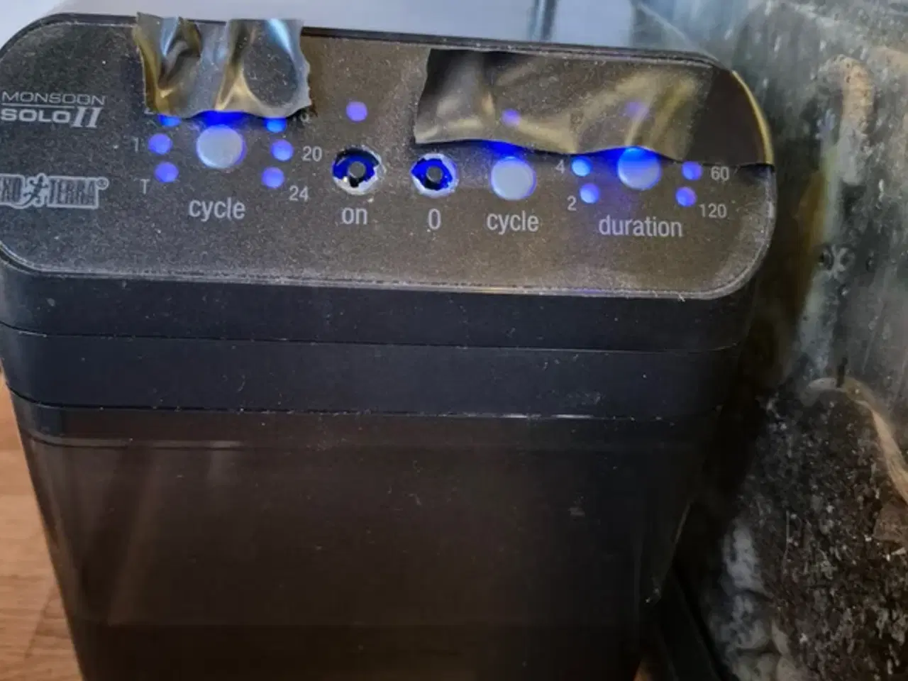 Billede 5 - Jomfrugekkoer med terrarie